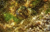 Um Gobius paganellus "espreita" entre a vegetação subaquática (imagem de arquivo)