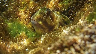 Um Gobius paganellus "espreita" entre a vegetação subaquática (imagem de arquivo)