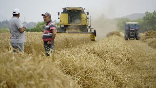 Buğday hasadı başladı, çiftçi üretim maliyetlerinden şikayetçi