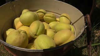 Aprikosen aus Surenavan
