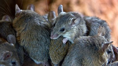 Mice are reproducing faster as a result of climate change, in some parts of the world. Mice are reproducing faster as a result of climate change, in some parts of the world.