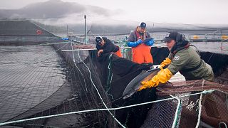 Exploração de salmão em aquacultura na Columbia Britânica