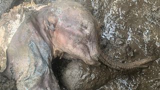 Mumifiziertes Wollmammut-Baby - Nun cho ga