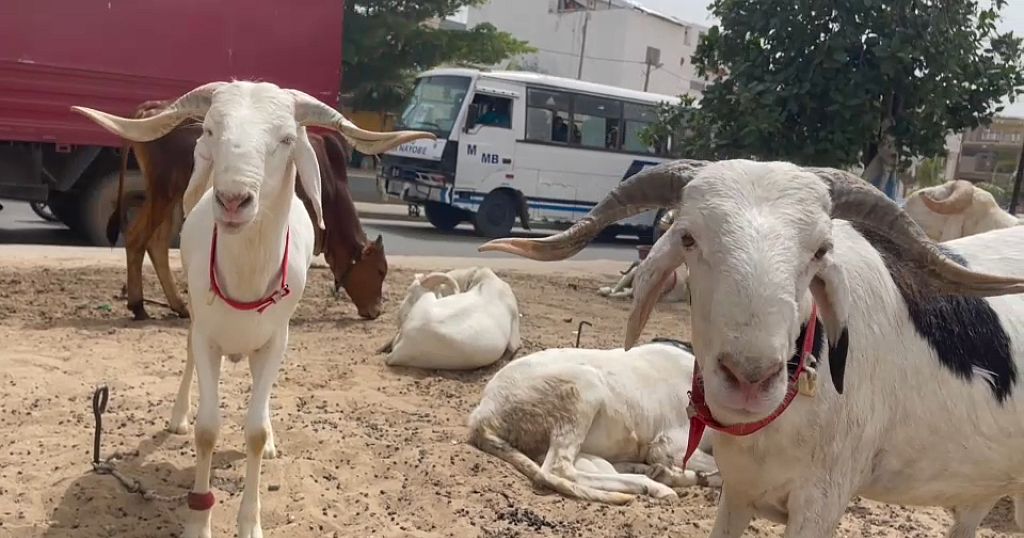 senegal-s-ladoum-sheep-catches-on-as-eid-al-adha-approaches-africanews