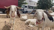Senegal's Ladoum sheep catches on as Eid-al-Adha  approaches