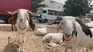 Senegal's Ladoum sheep catches on as Eid Eid-al-Adha  approaches