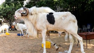 Le ladoum, mouton-star du Sénégal