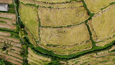 Rice harvest in Indonesia