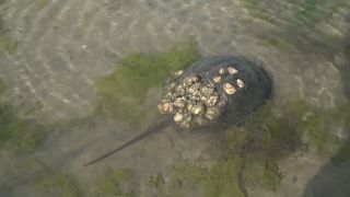 In den Wassern vor Delaware gibt es Pfeilschwanzkrebse.