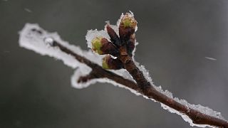 عکس تزئینی از سرمازدگی درخت گیلاس در واشنگتن / دانشمندان با استفاده از سرمازدگی به دنبال تسکین درد هستند