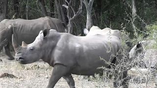 White rhinos return to Mozambique park after 40 years