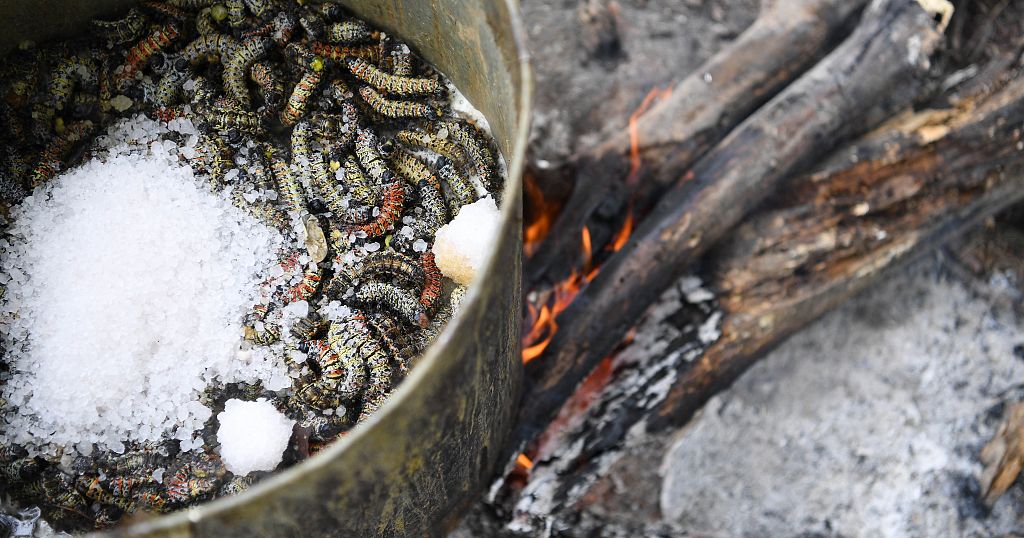 Caterpillars from South Africa are worming their way onto our plates