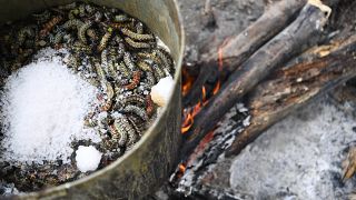 Caterpillars from South Africa are worming their way onto our plates