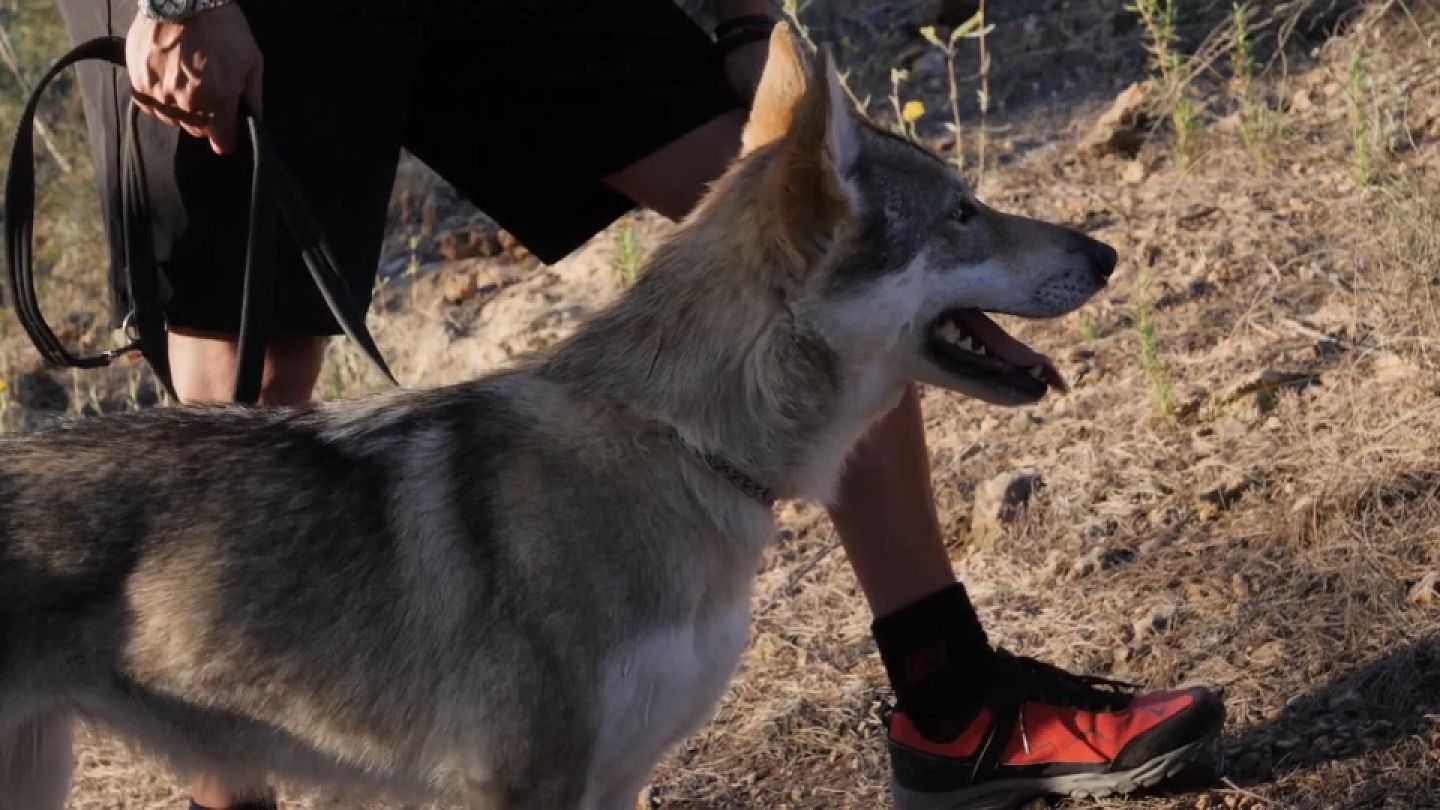 Descubre el bosque de la provincia de Almería con la compañía de una manada  de lobos | Euronews
