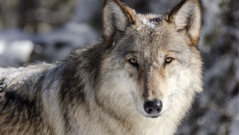 Naturaleza, paseando con lobos en el sur de España