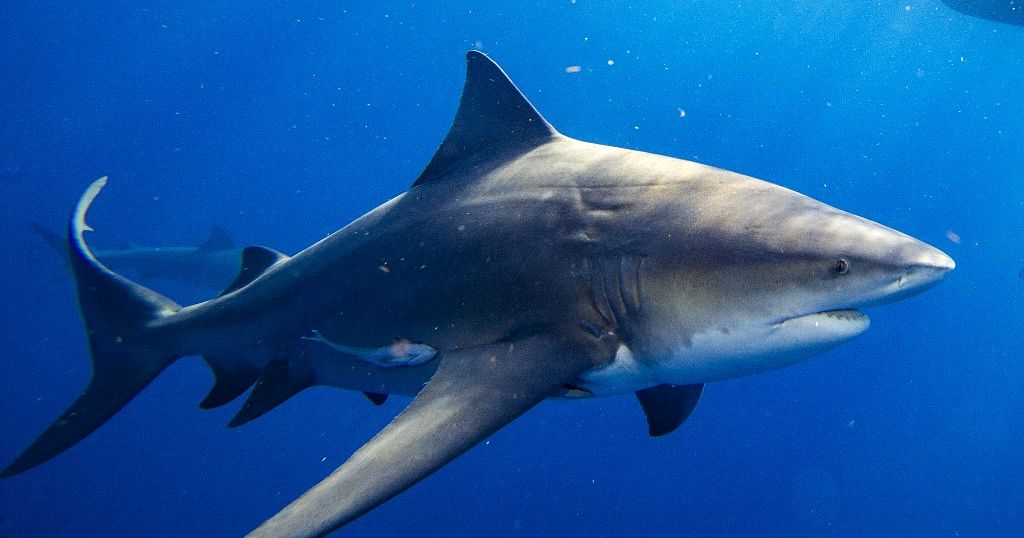 Shark Attack Egypt 2023 Video