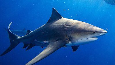 Two European tourists killed by shark in Egypt