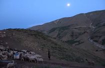 Türkiye'de çalışan Afgan çobanlar geçimlerini sağlayabilmek için zorlu koşullarda çalışıyor.
