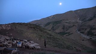 Türkiye'de çalışan Afgan çobanlar geçimlerini sağlayabilmek için zorlu koşullarda çalışıyor.
