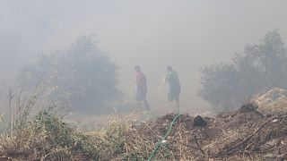 Κάτοικοι βοηθούν στην κατάσβεση της πυρκαγιάς που ξέσπασε σε αγροτική έκταση στο Σερνικάκι της Φωκίδας και επεκτάθηκε μέσα στον ελαιώνα της Άμφισσας