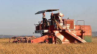 Tunisia struggles to grow more wheat as Ukraine war bites