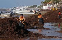 Seaweed is covering beaches in Mexico.