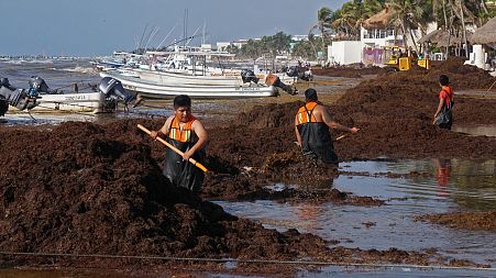 Seaweed is covering beaches in Mexico.