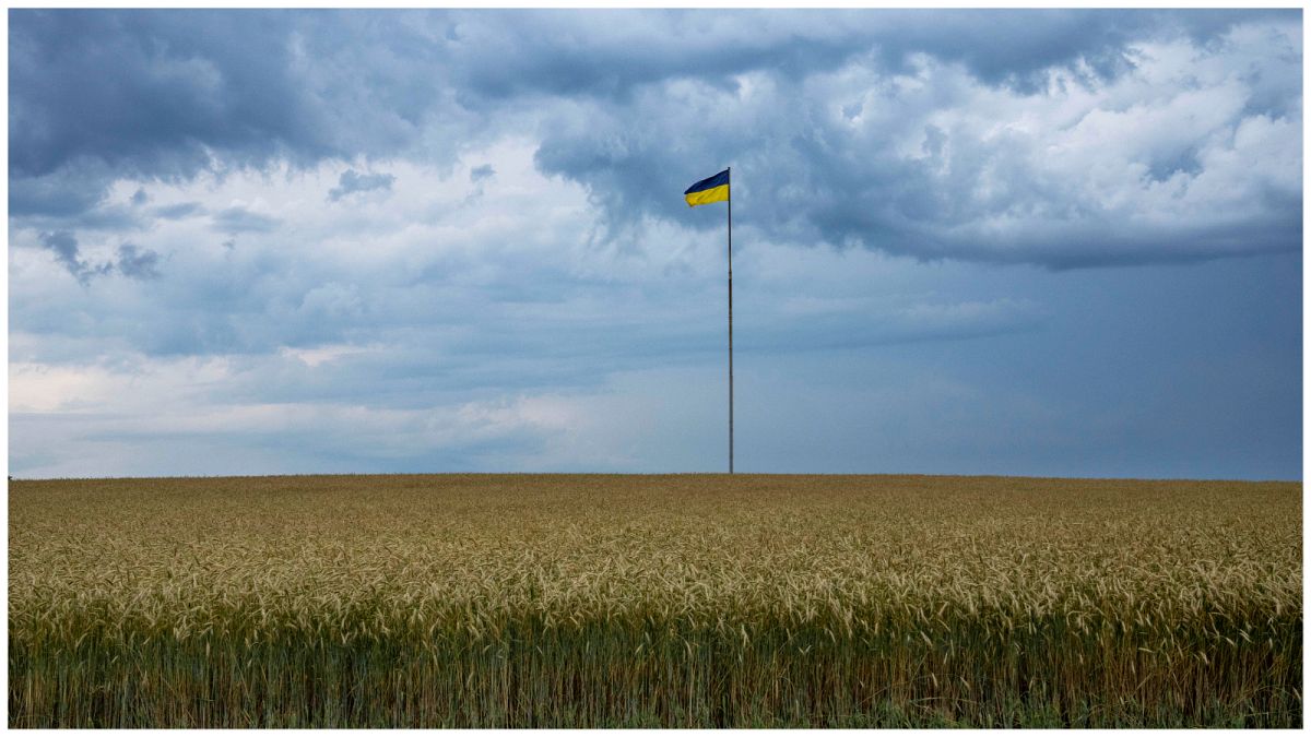 حقول قمح في أوكرانيا
