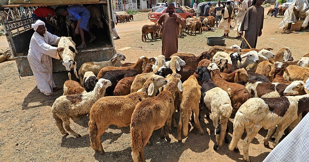 Sudan sheep prices rise ahead of Eid al Adha - Vimarsana News