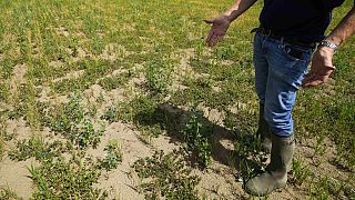 Giovanni Daghetta muestra su arrozal seco en Morata, Italia, 27/6/2022