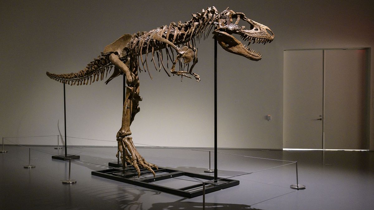 عرض الهيكل العظمي لديناصور