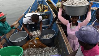 Kenya : la pêche au thon menacée par la surpêche de navires étrangers