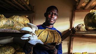 Mushroom growing gaining grounds in Cameroon