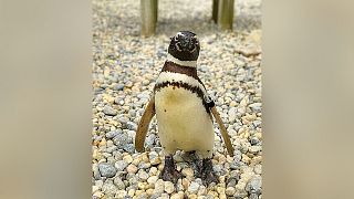 درگذشت مسن‌ترین پنگوئن باغ‌وحش سانفرانسیسکو