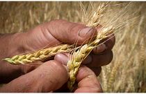 مزارع يتحقق من نضج القمح في حقل في منطقة دونيتسك بأوكرانيا،  يونيو 2022