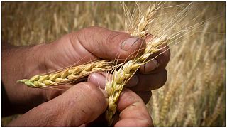 مزارع يتحقق من نضج القمح في حقل في منطقة دونيتسك بأوكرانيا،  يونيو 2022