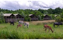 صورة تظهر أنواعًا مختلفة من الحيوانات البرية في متنزه Pal وحديقة الحيوانات في Dompierre-sur-Besbre في فرنسا
