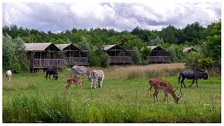 صورة تظهر أنواعًا مختلفة من الحيوانات البرية في متنزه Pal وحديقة الحيوانات في Dompierre-sur-Besbre في فرنسا