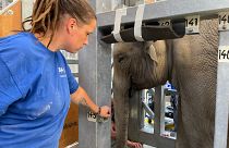 Tierpflegerin Sabrina Markzoll mit Omysha: erkrankter Elefant im Zoo Zürich 