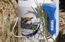 Monsanto'nun ürettiği Roundup, tarım ve bahçecilikte en yaygın şekilde kullanılan glifosat içerikli tarım ilacı