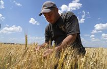 Un agriculteur dans la région de Donetsk (juin 2022)