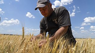 Un agriculteur dans la région de Donetsk (juin 2022)