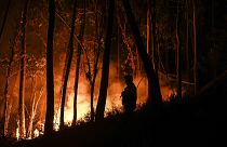 Plus de 1500 pompiers sont mobilisés pour lutter contre plusieurs incendies au Portugal.
