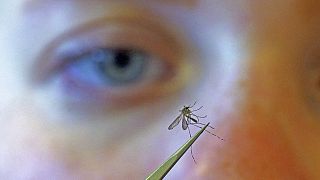 Gefahr durch Stechmücken - ARCHIV