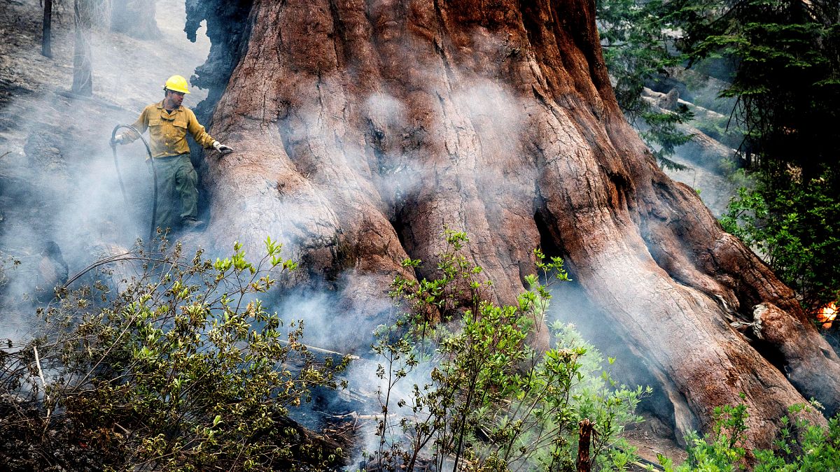 عامل إطفاء يحاول حماية شجرة سيكويا عملاقة في كاليفورنيا 