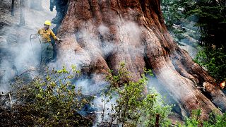 عامل إطفاء يحاول حماية شجرة سيكويا عملاقة في كاليفورنيا