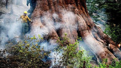 عامل إطفاء يحاول حماية شجرة سيكويا عملاقة في كاليفورنيا 