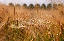 Cientistas estudam resistência de cereais às alterações climáticas
