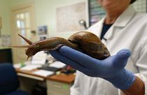 A Florida Dept. of Agriculture scientist holds a Giant African Snail.