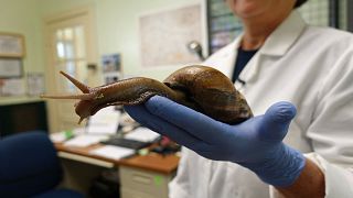 A Florida Dept. of Agriculture scientist holds a Giant African Snail.